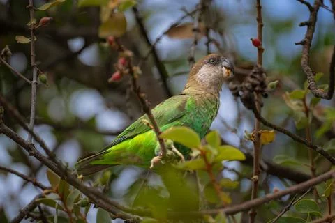 Brown Headed Parrot Stock Photos