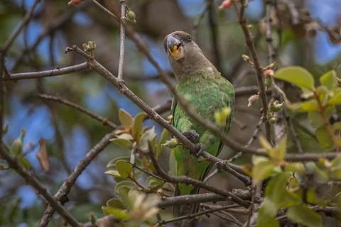 Brown Headed Parrot Stock Photos
