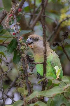 Brown Headed Parrot Stock Photos