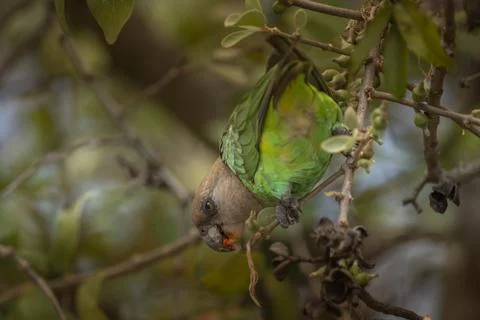 Brown Headed Parrot Stock Photos