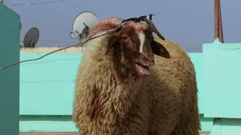 Brown headed sheep trying to escape free on a roof Stock Footage 158794500