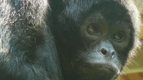 Brown-headed spider monkey (Ateles fusciceps Видео 67954449
