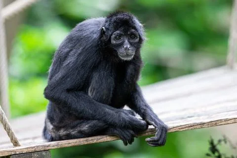 A brown-headed spider monkey is in the jungle Foto stock