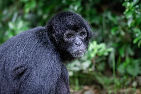 A brown-headed spider monkey is in the jungle Foto stock