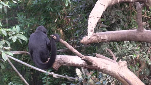 Brown-headed Spider Monkey Sitting On Branch Prehensile Tail Stock Footage 130760811