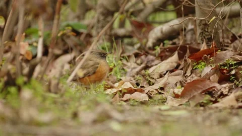 Brown-Headed Thrush Camouflaged Amongst Leaves. Stock Footage 227632379