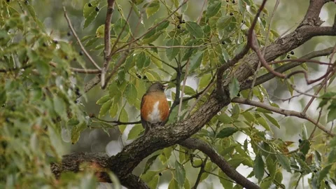 Brown-Headed Thrush Perched in a Tree. Stock-Footage 227632418