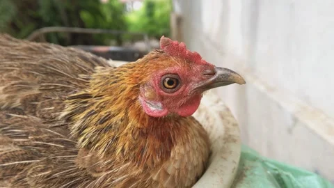Brown hen are laying eggs on the box Stock Footage 321766344