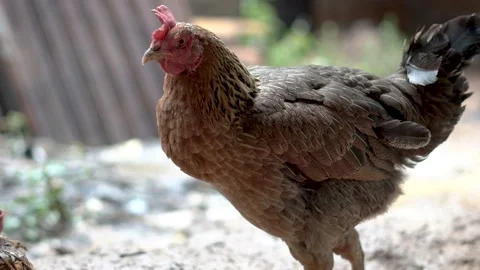 Brown Hen with bokeh background Stock Footage 222650731