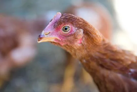 Brown hen close-up Stock Photos