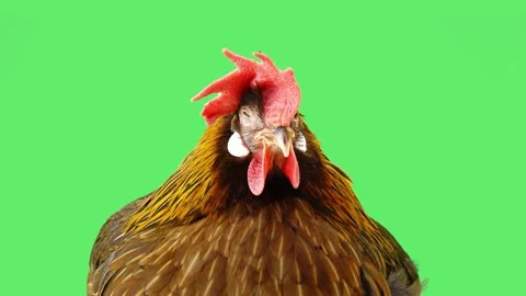 Brown hen closeup looking forward on chroma key green screen. Video stock 339003449