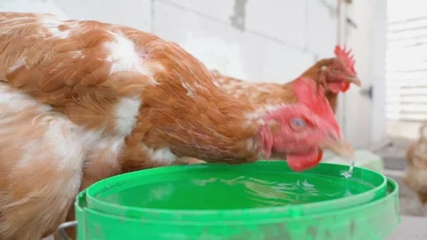 Brown hen drinking water from green bucket slow motion close-up Stock-Footage 341406134