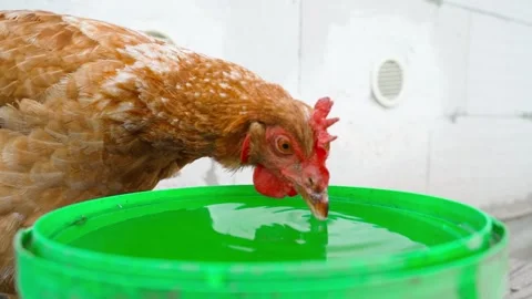 Brown hen drinking water from green bucket in chicken coop close-up Video stock 342735605