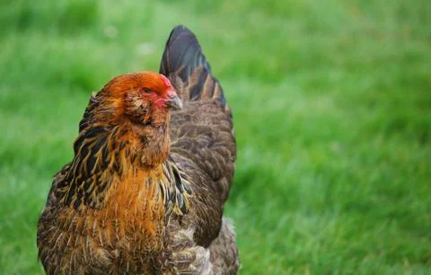Brown hen green grass Stock Photos