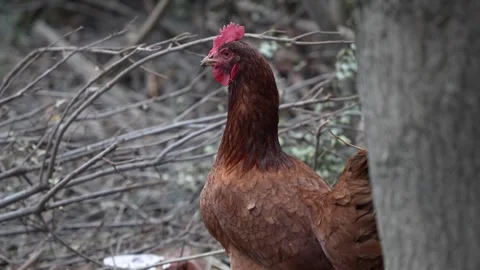 A brown hen in a Himalayan forest setting Stock Footage 263102154