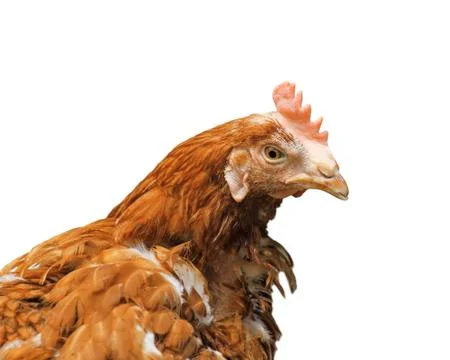 Brown hen isolated Stock Photos