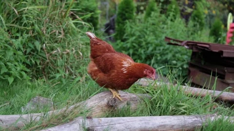 Brown hen jumps on tree trunks in the middle of grass and walks away Stock Footage 150154434