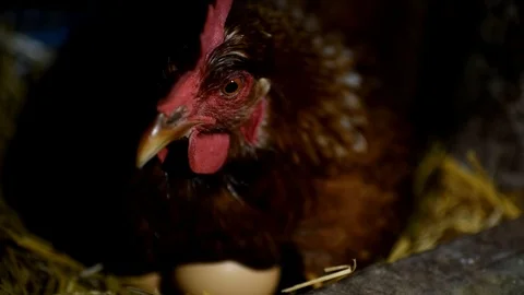 Brown hen laying on eggs Video stock 89821884