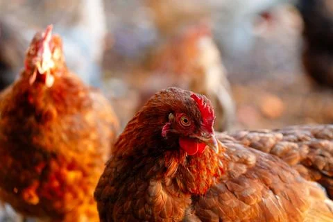 Brown hen looking at camera with blurred background Stock Photos