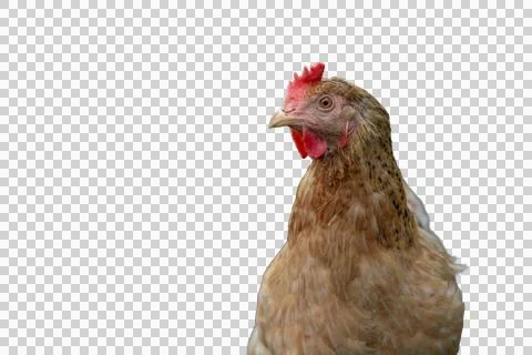 Brown hen looking right on transparent background Stock Photos