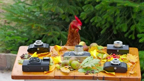 Brown hen pecking coffee beans near vintage cameras and autumn decor. Stock Footage 319434993