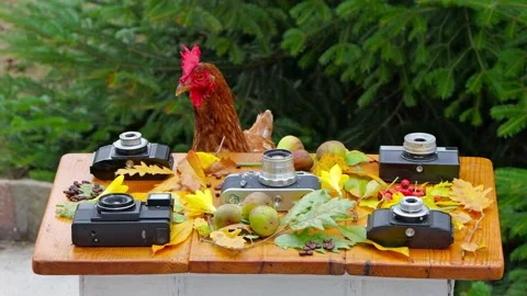 Brown hen pecking coffee beans near vintage cameras and autumn decor. Stock Footage 319434996