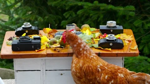 Brown hen pecking coffee beans near vintage cameras and autumn decor. Stock Footage 319434998