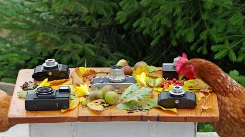 Brown hen pecking coffee beans near vintage cameras and autumn decor. Stock Footage 319435000