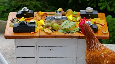 Brown hen pecking coffee beans near vintage cameras and autumn decor. Stock Footage 319435009