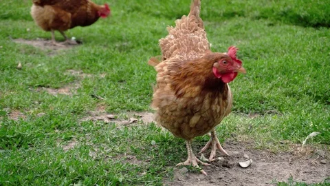 A brown hen is pecking something in the grass. Stock Footage 113962119