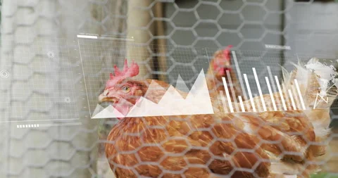 Brown hen peering behind hexagonal wire mesh fence, showing line graph and bar Stock Footage 308206857