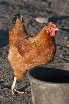 Brown Hen Stock Photos
