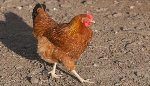 Brown Hen Stock Photos