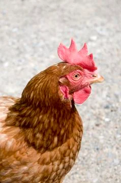A Brown Hen Stock Photos