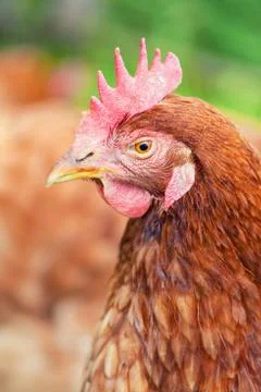 Brown hen Stock Photos