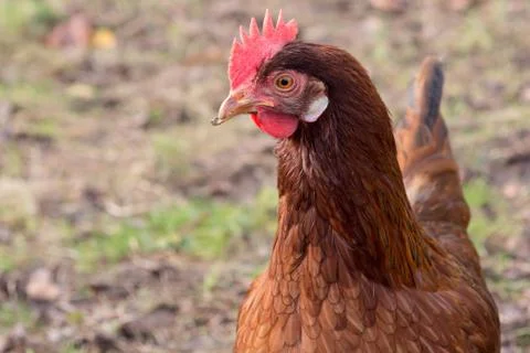 Brown hen Stock Photos