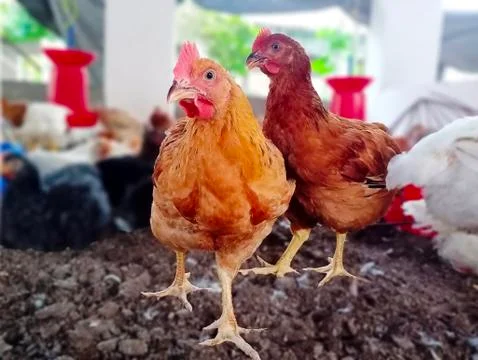 Brown Hen Stock Photos