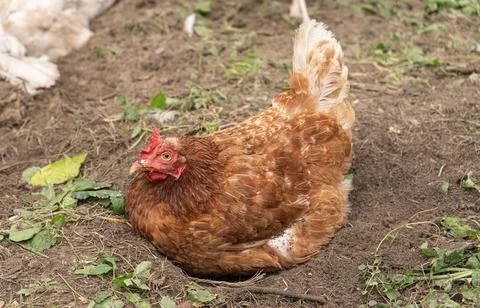 Brown Hen Stock Photos
