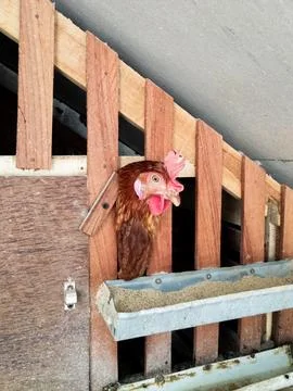 A Brown Hen Stock Photos