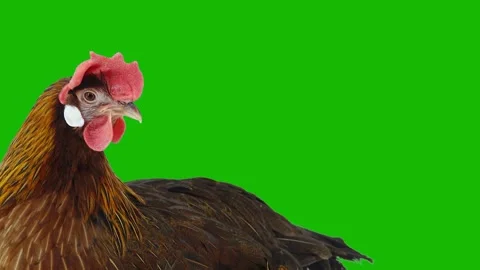 Brown hen profile clucking isolated on green background. Video stock 342281279