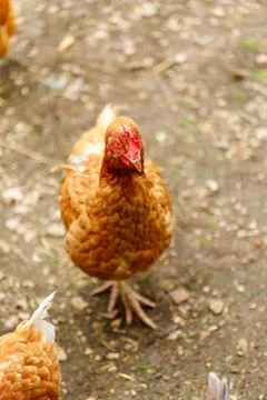 Brown Hen with Red Comb on Ground Stock Photos