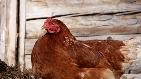 Brown hen standing on a hay bed in a chicken coop, moving its head and curiously Stock Footage 291735285