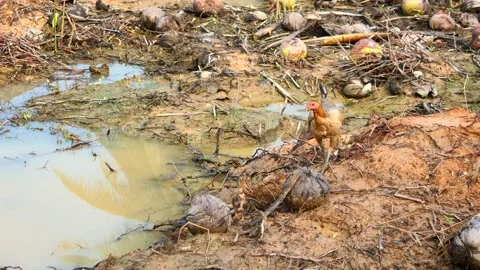 Brown hen with three chicks pecking and walking on dirt land Stock Footage 176687143