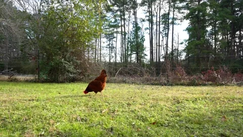 Brown hen walking around on a green fiel... | Stock Video | Pond5