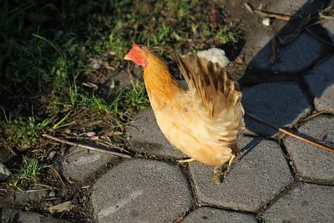 Brown hen walking on cobblestone path outdoors 스톡 사진