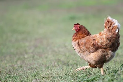 Brown hen walking Stock Photos