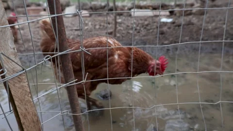 Brown Hen Walking Through Muddy Water in Outdoor Enclosure Stock Footage 342813529