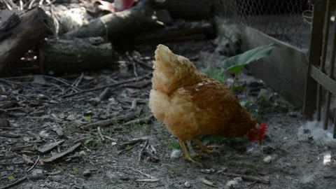 A brown hen walks along the ground beside a fence 動画素材 343344541