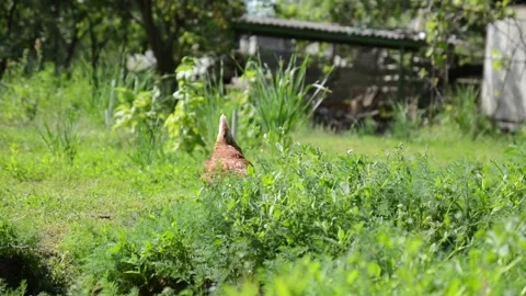 A brown hen walks through dense green grass and vegetation 스톡 동영상 343383121
