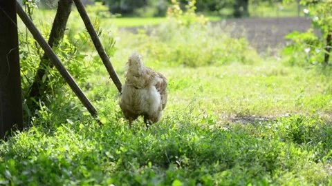A brown hen walks through dense green grass and vegetation 動画素材 343383123